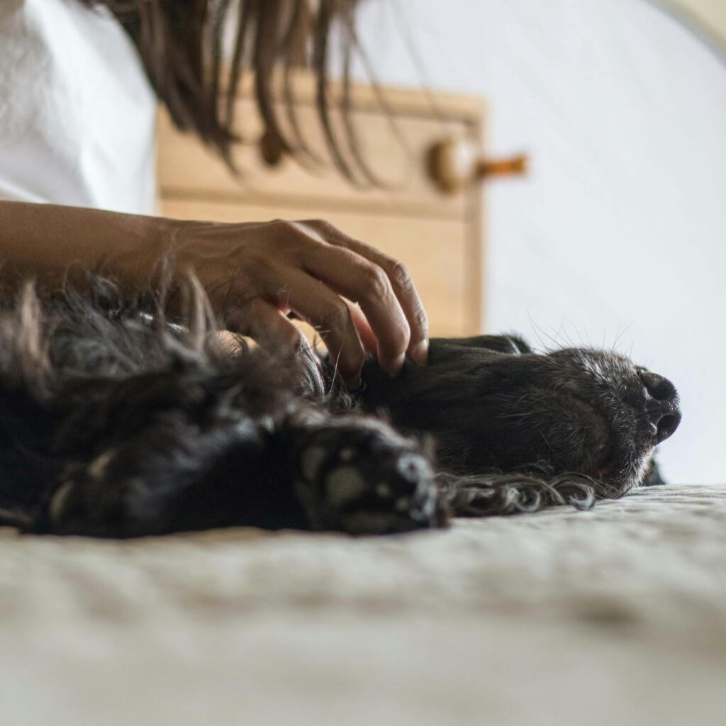 Guía para elegir seguro para mascotas sin afectar deudas 1 pexels photo 12401261
