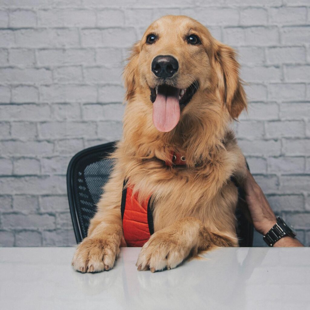 Seguro para mascotas con banca digital y cashback 1 pexels photo 7752795